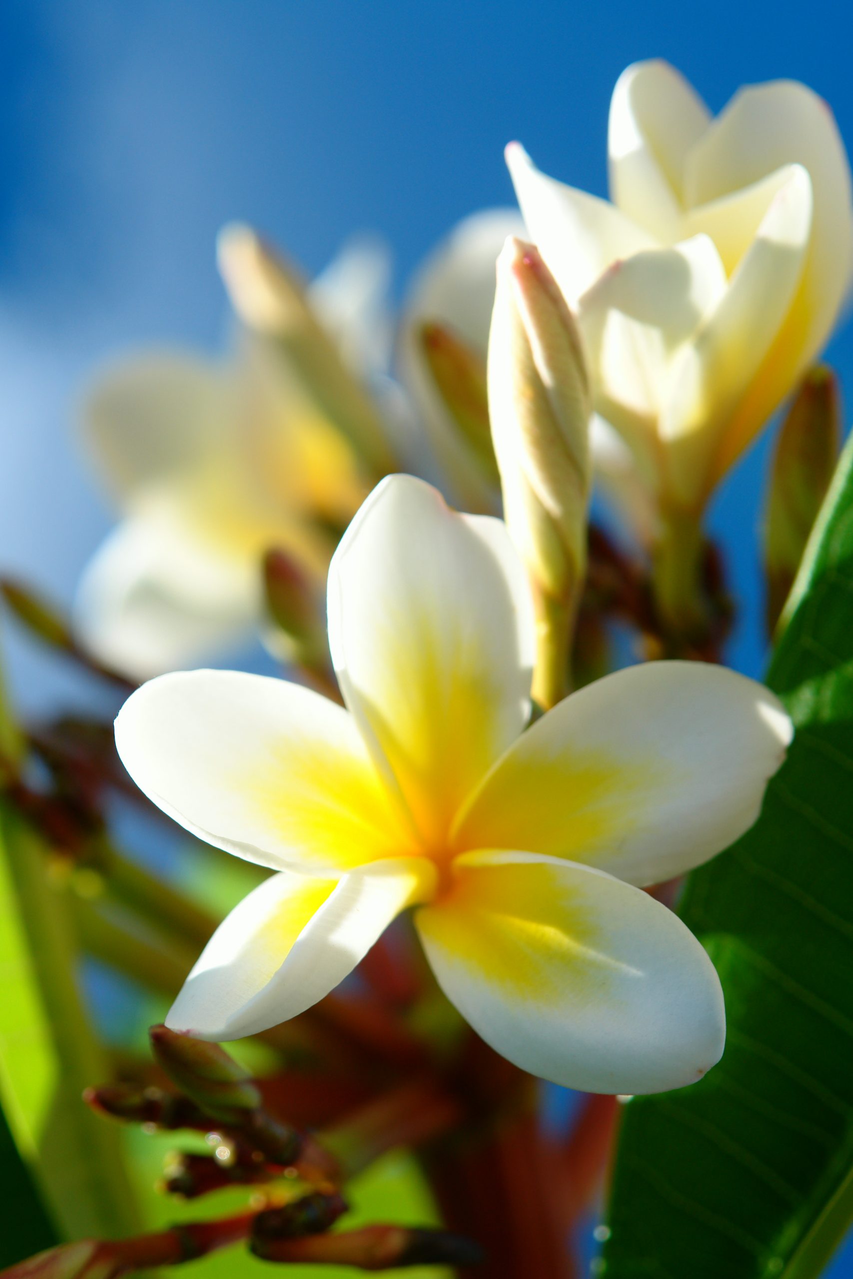 White Plumeria Flower (Frangipani flower)