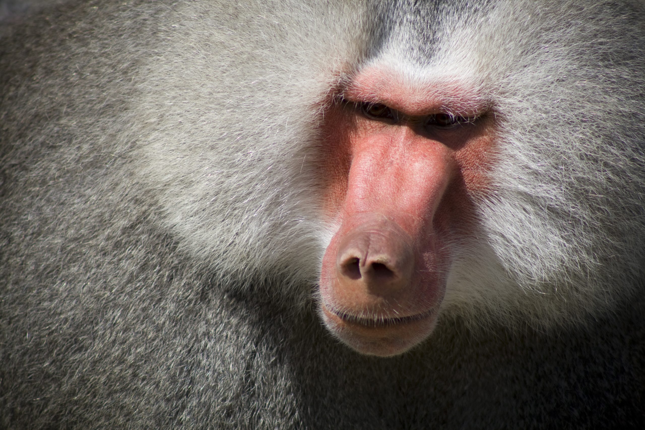 Baboon with dangerous looking (shooting at zoo)